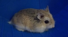 Cum să determinați hamsterul de podea